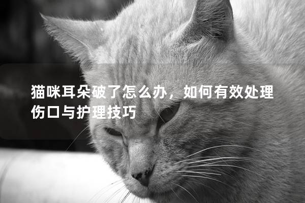 猫咪耳朵破了怎么办，如何有效处理伤口与护理技巧