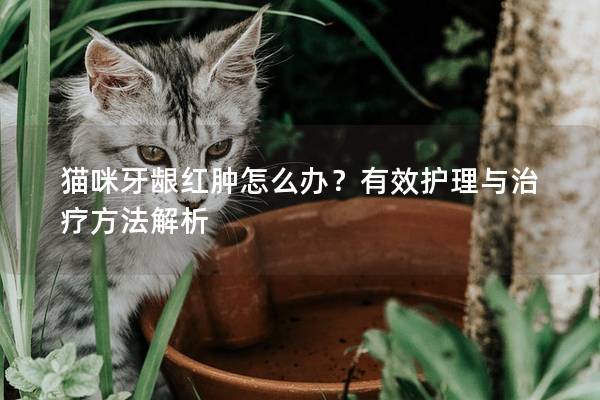 猫咪牙龈红肿怎么办？有效护理与治疗方法解析