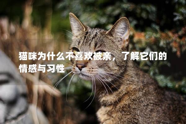 猫咪为什么不喜欢被亲，了解它们的情感与习性