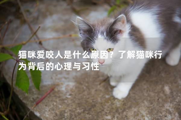 猫咪爱咬人是什么原因？了解猫咪行为背后的心理与习性