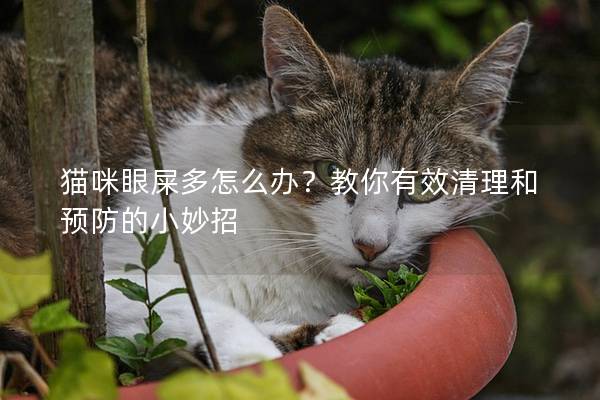 猫咪眼屎多怎么办？教你有效清理和预防的小妙招