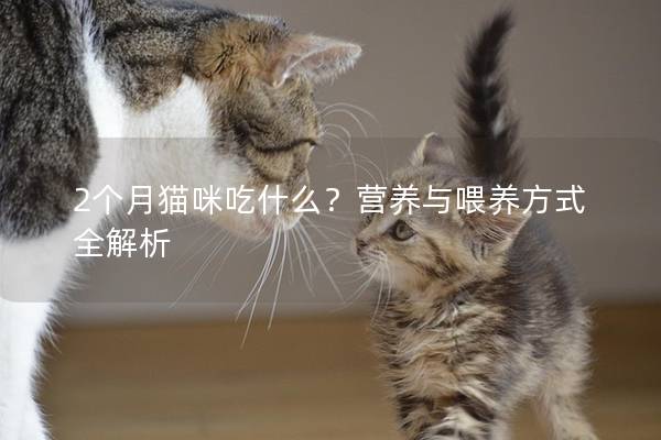 2个月猫咪吃什么？营养与喂养方式全解析