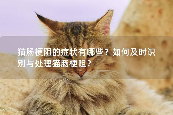 猫肠梗阻的症状有哪些？如何及时识别与处理猫肠梗阻？