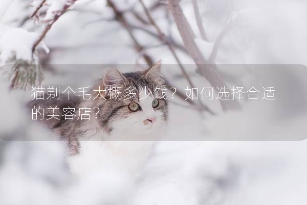 猫剃个毛大概多少钱？如何选择合适的美容店？