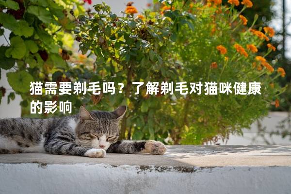 猫需要剃毛吗？了解剃毛对猫咪健康的影响