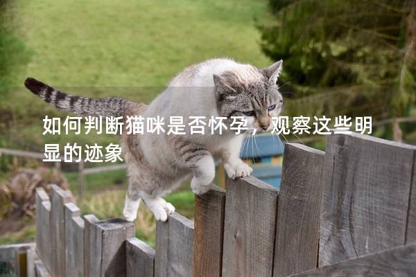 如何判断猫咪是否怀孕，观察这些明显的迹象