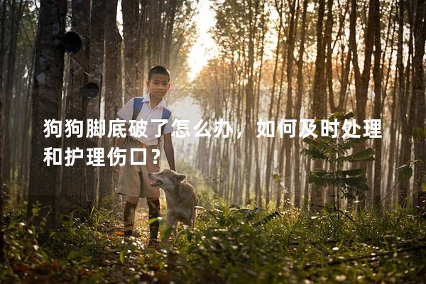 狗狗脚底破了怎么办，如何及时处理和护理伤口？