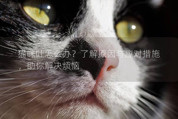 猫咪吐怎么办？了解原因与应对措施，助你解决烦恼