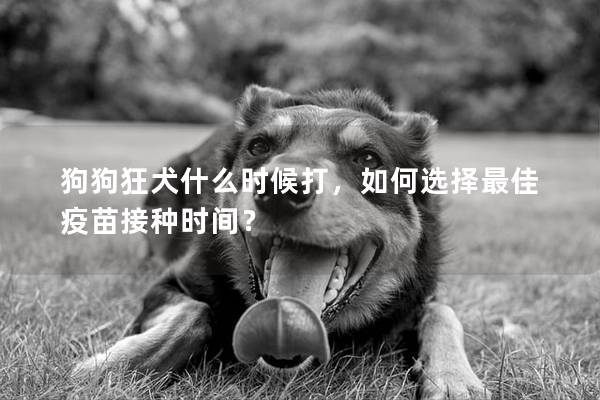 狗狗狂犬什么时候打，如何选择最佳疫苗接种时间？