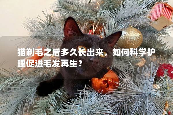 猫剃毛之后多久长出来，如何科学护理促进毛发再生？