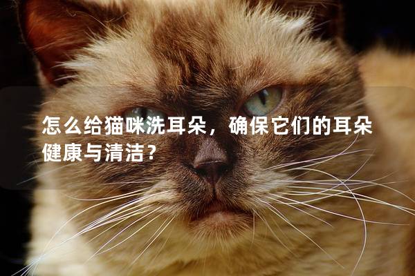 怎么给猫咪洗耳朵，确保它们的耳朵健康与清洁？