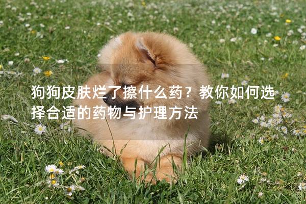 狗狗皮肤烂了擦什么药？教你如何选择合适的药物与护理方法