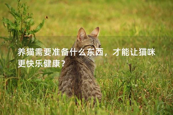 养猫需要准备什么东西，才能让猫咪更快乐健康？