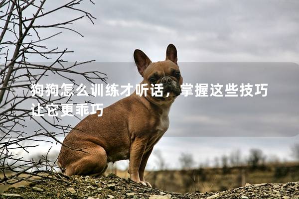 狗狗怎么训练才听话，掌握这些技巧让它更乖巧