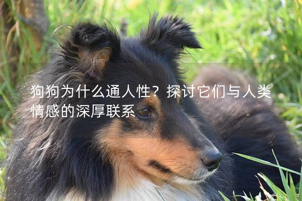 狗狗为什么通人性？探讨它们与人类情感的深厚联系