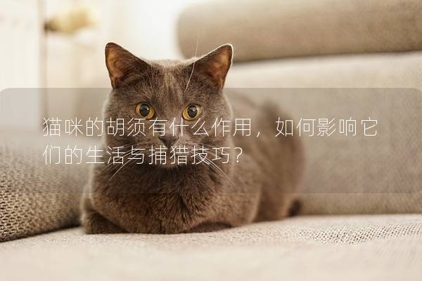 猫咪的胡须有什么作用，如何影响它们的生活与捕猎技巧？