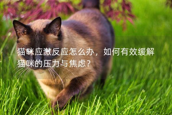 猫咪应激反应怎么办，如何有效缓解猫咪的压力与焦虑？