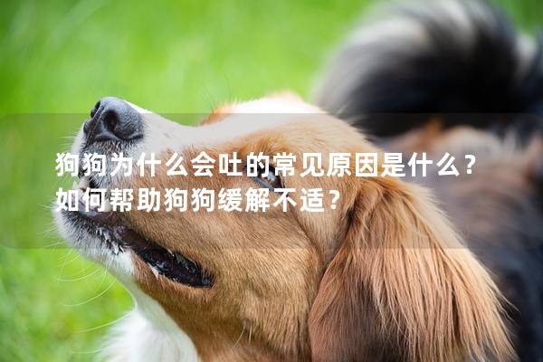 狗狗为什么会吐的常见原因是什么？如何帮助狗狗缓解不适？