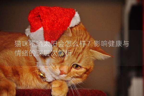 猫咪不晒太阳会怎么样？影响健康与情绪的深层次解析