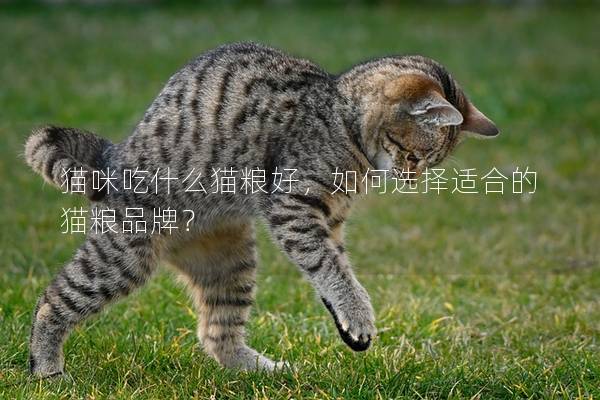 猫咪吃什么猫粮好，如何选择适合的猫粮品牌？