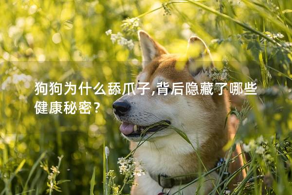 狗狗为什么舔爪子,背后隐藏了哪些健康秘密？