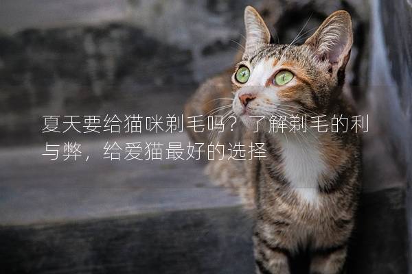 夏天要给猫咪剃毛吗？了解剃毛的利与弊，给爱猫最好的选择