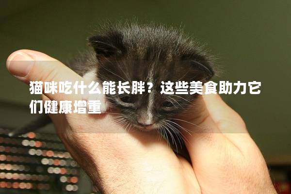 猫咪吃什么能长胖？这些美食助力它们健康增重