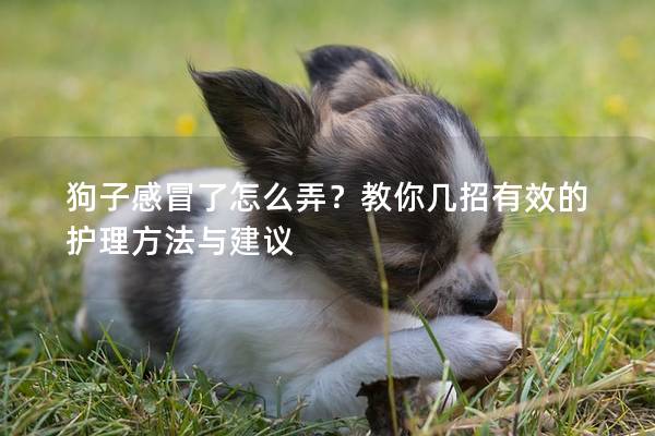 狗子感冒了怎么弄？教你几招有效的护理方法与建议