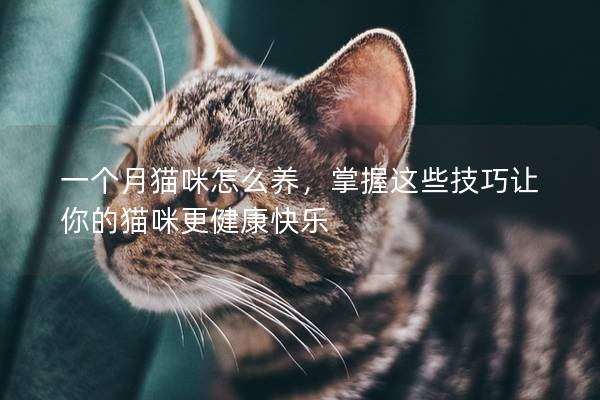 一个月猫咪怎么养，掌握这些技巧让你的猫咪更健康快乐