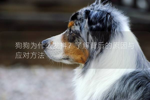 狗狗为什么发抖？了解背后的原因与应对方法