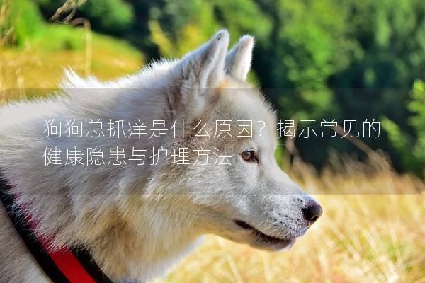 狗狗总抓痒是什么原因？揭示常见的健康隐患与护理方法