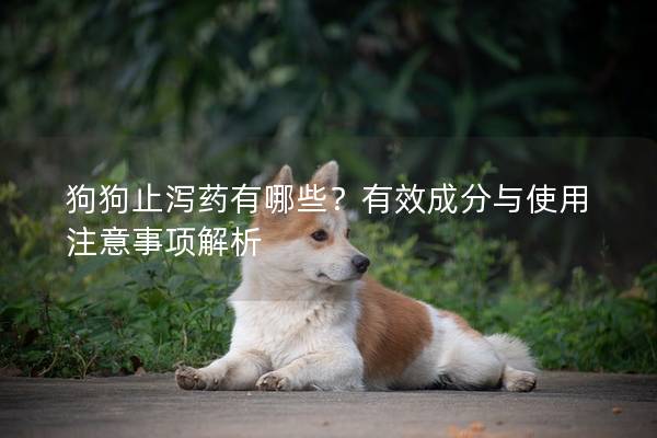 狗狗止泻药有哪些？有效成分与使用注意事项解析