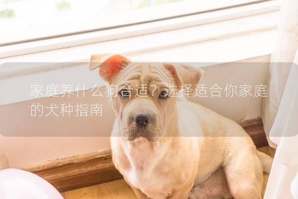 家庭养什么狗合适？选择适合你家庭的犬种指南