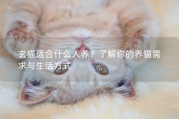 玄猫适合什么人养？了解你的养猫需求与生活方式