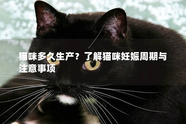 猫咪多久生产？了解猫咪妊娠周期与注意事项