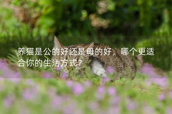 养猫是公的好还是母的好，哪个更适合你的生活方式？