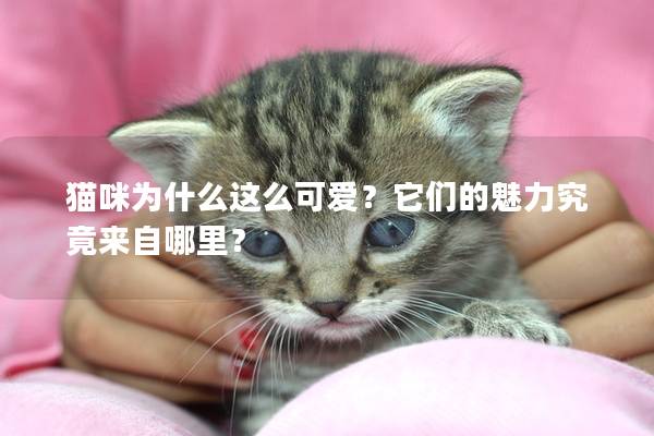 猫咪为什么这么可爱？它们的魅力究竟来自哪里？