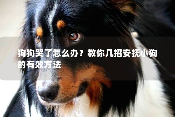 狗狗哭了怎么办？教你几招安抚小狗的有效方法