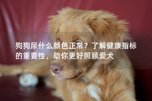 狗狗尿什么颜色正常？了解健康指标的重要性，助你更好照顾爱犬