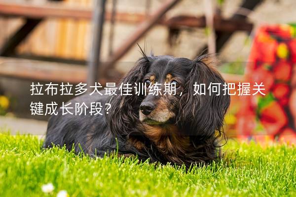 拉布拉多犬最佳训练期，如何把握关键成长阶段？