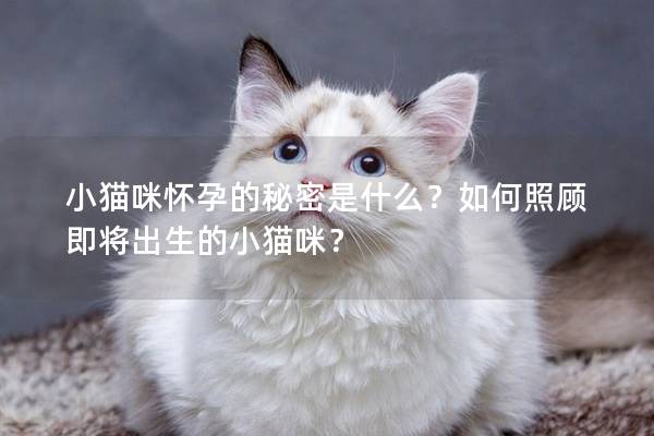 小猫咪怀孕的秘密是什么？如何照顾即将出生的小猫咪？