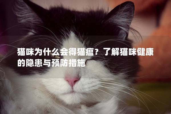 猫咪为什么会得猫瘟？了解猫咪健康的隐患与预防措施