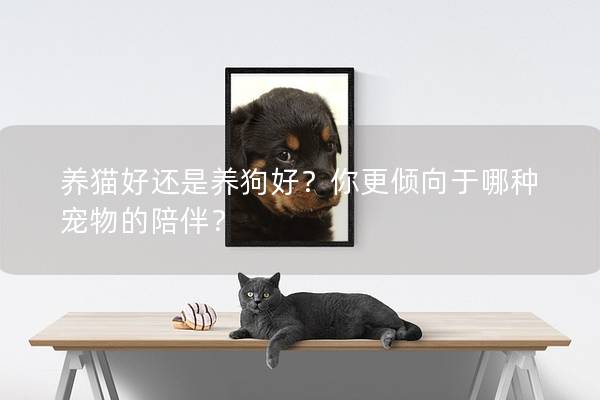 养猫好还是养狗好？你更倾向于哪种宠物的陪伴？