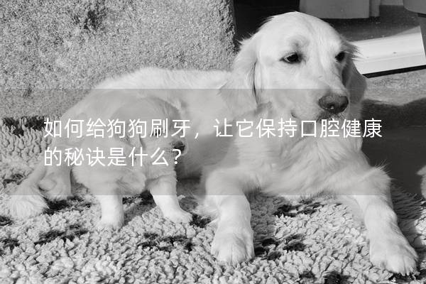 如何给狗狗刷牙，让它保持口腔健康的秘诀是什么？