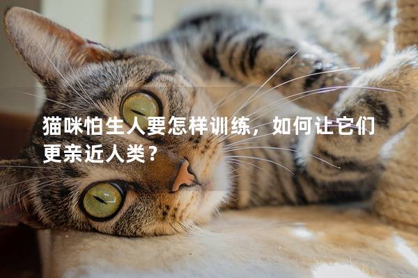 猫咪怕生人要怎样训练，如何让它们更亲近人类？