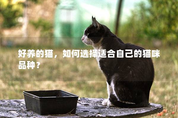 好养的猫，如何选择适合自己的猫咪品种？