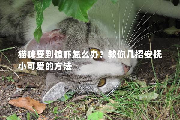 猫咪受到惊吓怎么办？教你几招安抚小可爱的方法