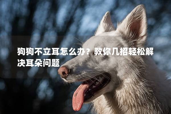 狗狗不立耳怎么办？教你几招轻松解决耳朵问题