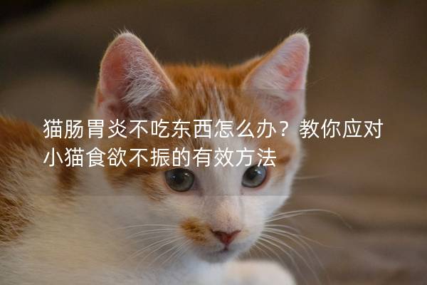 猫肠胃炎不吃东西怎么办？教你应对小猫食欲不振的有效方法