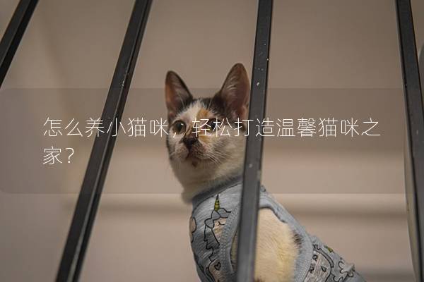 怎么养小猫咪，轻松打造温馨猫咪之家？